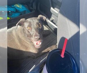 Mutt Dogs for adoption in Overland Park, KS, USA