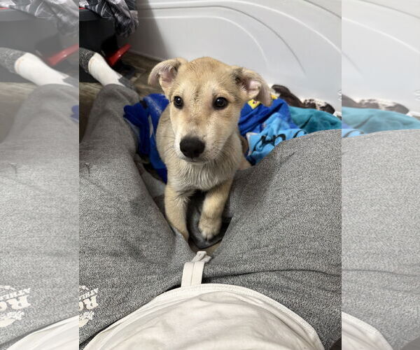 Medium Photo #1 German Shepherd Dog-Unknown Mix Puppy For Sale in Holly Springs, NC, USA