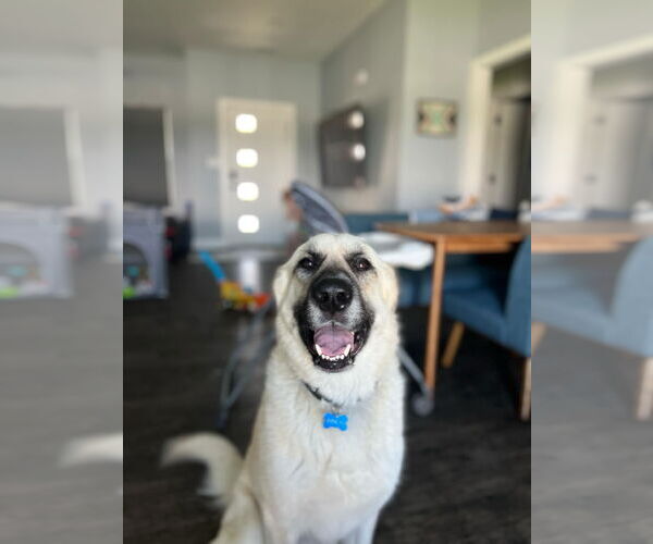 Medium Photo #1 German Shepherd Dog-Great Pyrenees Mix Puppy For Sale in Columbus, IN, USA