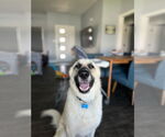 Small German Shepherd Dog-Great Pyrenees Mix
