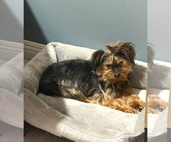 Medium Photo #4 Mutt Puppy For Sale in St. Louis Park, MN, USA