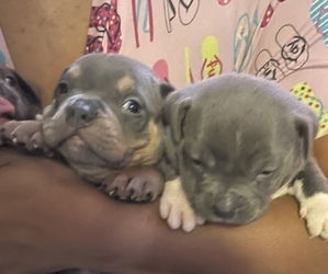 American Bully Puppy for sale in MEMPHIS, TN, USA