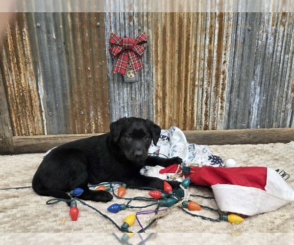 Medium Photo #3 Labrador Retriever Puppy For Sale in HAMILTON, MO, USA