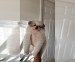 Small #2 Pomeranian