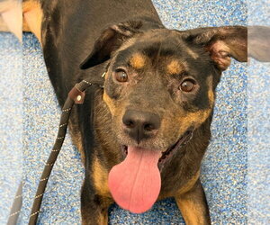 Labrador Retriever Dogs for adoption in Tarboro, NC, USA