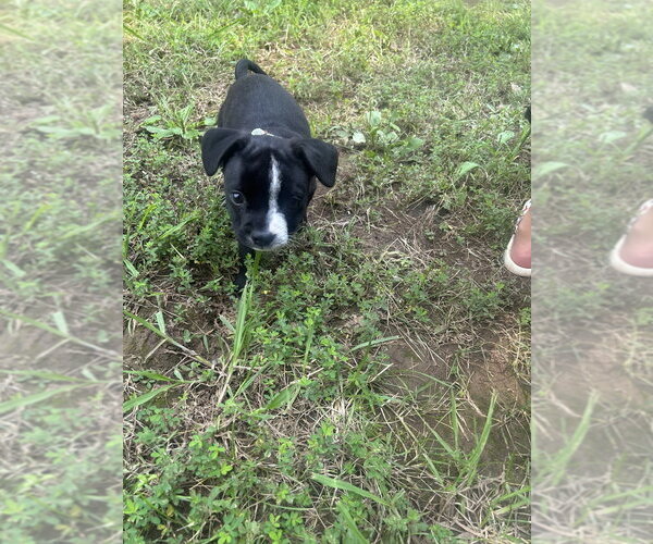 Medium Photo #1 Miniature Schnauzer-Unknown Mix Puppy For Sale in Mooresville, NC, USA