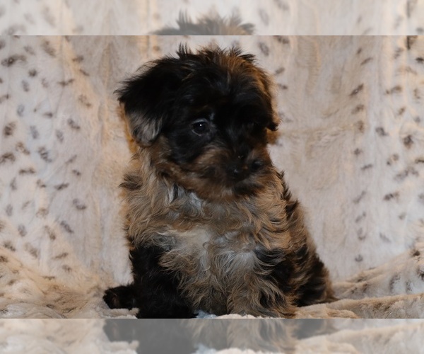 Medium Photo #19 Yorkiepoo mix (+ Poodle Toy) Puppy For Sale in DYERSBURG, TN, USA