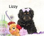 Puppy Lizzy Cocker Spaniel
