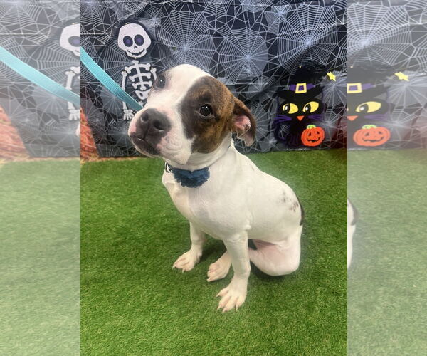 Medium Photo #3 Boxer-Unknown Mix Puppy For Sale in Euless, TX, USA