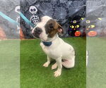 Small #2 Boxer Mix