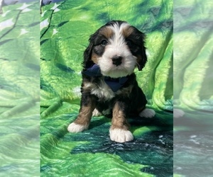 Bernedoodle (Miniature) Puppy for sale in LANCASTER, PA, USA