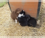 Small Photo #13 Australian Shepherd Puppy For Sale in LEWISBURG, TN, USA
