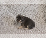 Small #3 French Bulldog