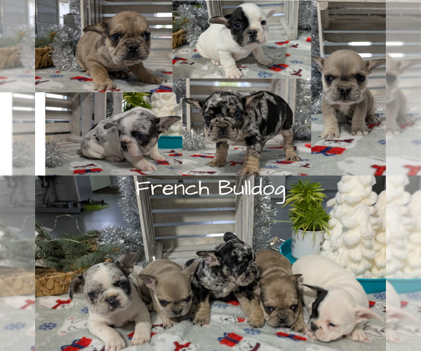 Medium Photo #1 French Bulldog Puppy For Sale in GOSHEN, IN, USA