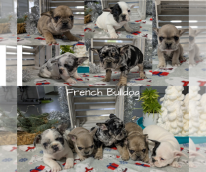 French Bulldog Puppy for Sale in GOSHEN, Indiana USA