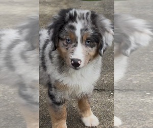 Medium Miniature American Shepherd