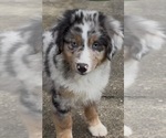 Puppy Red Collar Miniature American Shepherd