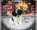 Small #2 Poodle (Toy)