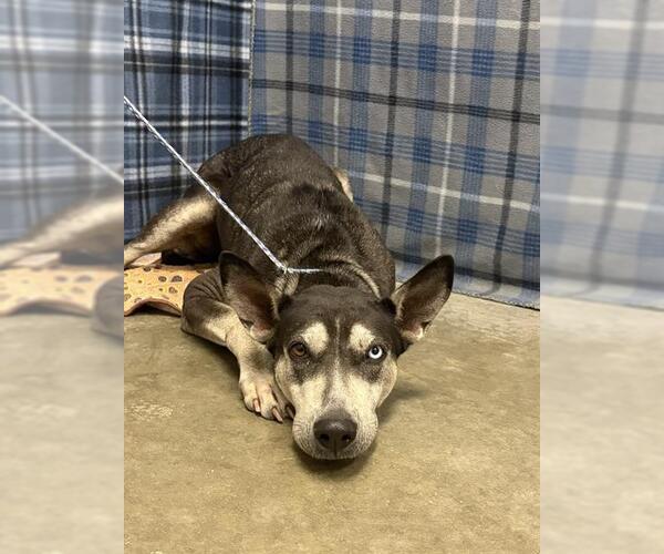 Medium Photo #1 Gerberian Shepsky Puppy For Sale in Rosenberg, TX, USA