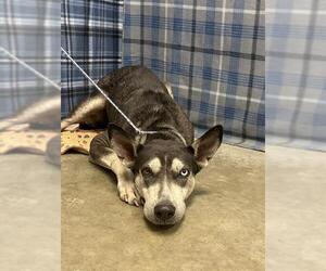 Gerberian Shepsky Dogs for adoption in Rosenberg, TX, USA
