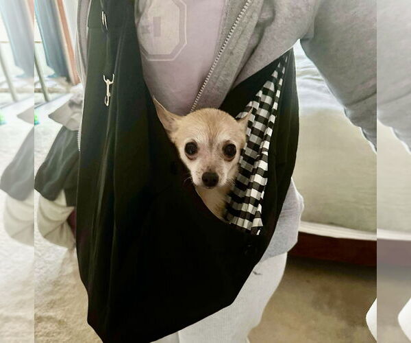 Medium Photo #2 Chihuahua Puppy For Sale in Spring Lake, NC, USA