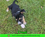Small #8 American Staffordshire Terrier-Beagle Mix