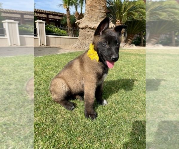Medium Photo #5 Belgian Malinois Puppy For Sale in BAKERSFIELD, CA, USA