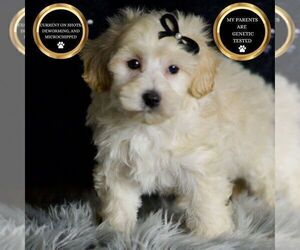 Medium Maltipoo