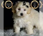 Puppy Ares F1 Maltipoo