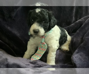 Goldendoodle mix (+ Poodle Miniature) Puppy for Sale in MANTECA, California USA