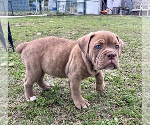 Olde English Bulldogge Puppy for Sale in VIOLA, Arkansas USA