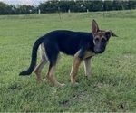 Small #2 German Shepherd Dog