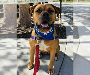 CHYLA - Female Boxer-Bullmastiff Mix Dog for Adoption - Photo #6