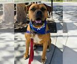 Small #5 Boxer-Bullmastiff Mix