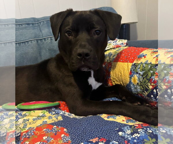 Medium Photo #9 Labrador Retriever-Unknown Mix Puppy For Sale in Boston, MA, USA