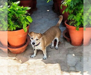 Chihuahua Dogs for adoption in Menifee, CA, USA