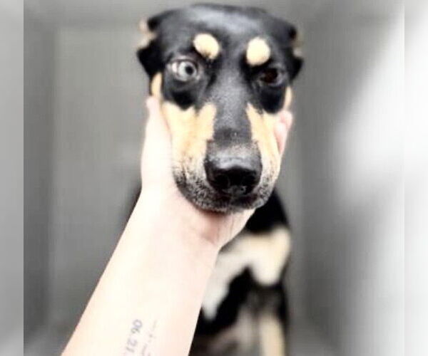 Medium Photo #2 Australian Kelpie Puppy For Sale in Houston, TX, USA