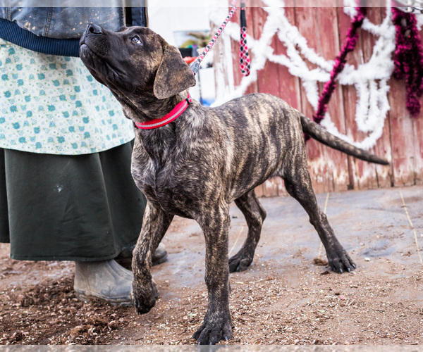 Medium Photo #7 Mastiff Puppy For Sale in WAKARUSA, IN, USA