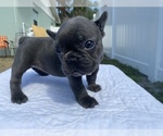 Small Photo #3 French Bulldog Puppy For Sale in RIVERVIEW, FL, USA