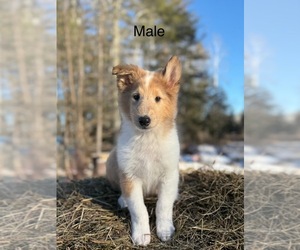 Collie Puppy for sale in FOXBORO, WI, USA