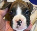 Small Photo #2 Boxer Puppy For Sale in EAST FISHKILL, NY, USA