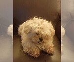 Small Photo #3 Maltipoo Puppy For Sale in ROSEVILLE, CA, USA