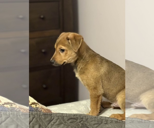 Medium Photo #2 Australian Shepherd-Unknown Mix Puppy For Sale in Mechanicsburg, PA, USA