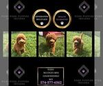 Puppy Teddy Multi gen Goldendoodle (Miniature)