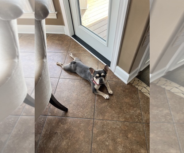 Medium Photo #1 French Bulldog-Poodle (Miniature) Mix Puppy For Sale in BERLIN, MD, USA