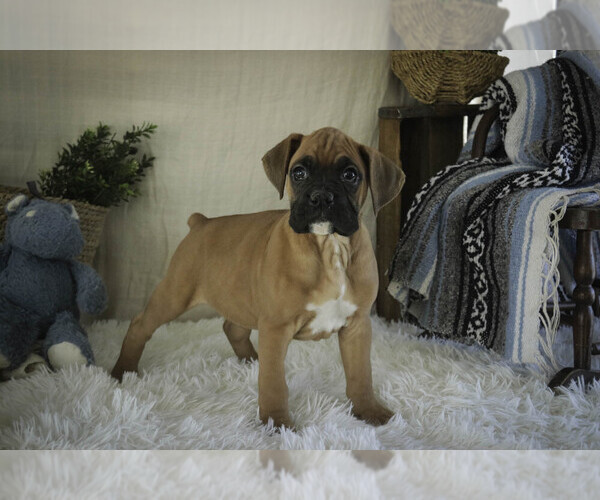 Medium Photo #4 Boxer Puppy For Sale in SHIPSHEWANA, IN, USA