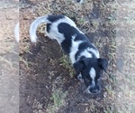 Small Photo #28 Australian Cattle Dog Puppy For Sale in SYLMAR, CA, USA
