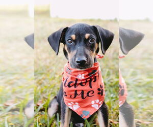 Labrador Retriever-Unknown Mix Dogs for adoption in Princeton, MN, USA