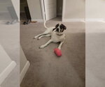 Birds Of  Prey : Black Canary (Marley) - Female Boxer-Unknown Mix Dog for Adoption - Small photo