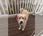 Small Photo #1 Golden Pyrenees Puppy For Sale in N MYRTLE BCH, SC, USA